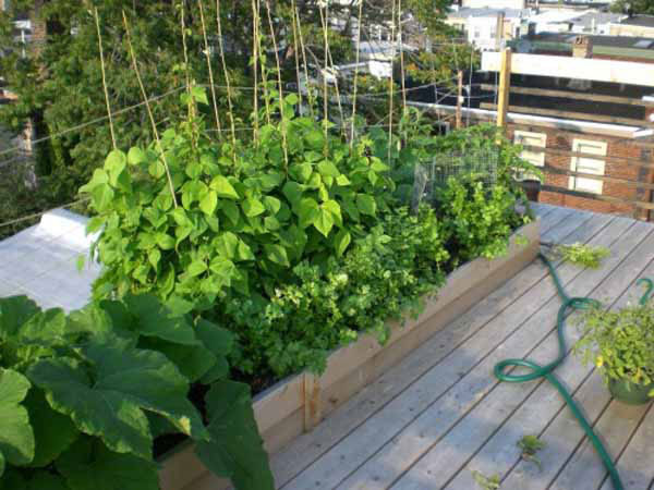 Salute, benessere e relax coltivando l'orto sul balcone | Allianz Global Assistance