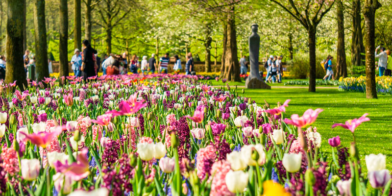 Vivi la fioritura dei tulipani al Keukenhof, il parco floreale più grande del mondo | Allianz Global Assistance
