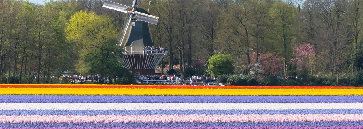 Vivi la fioritura dei tulipani al Keukenhof, il parco floreale più grande del mondo | Allianz Global Assistance