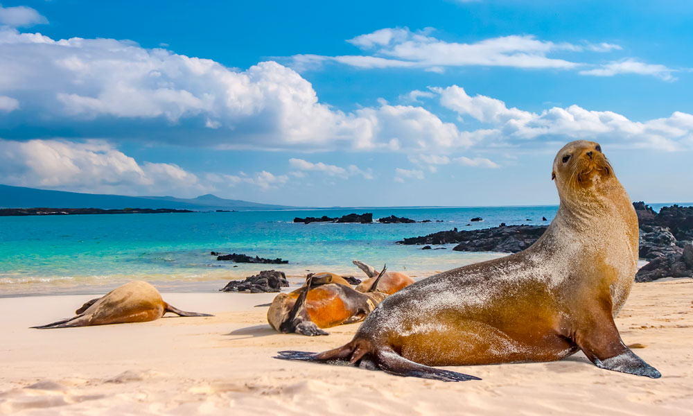 Isole Galapagos: un territorio marino e terrestre unico | Allianz Global Assistance