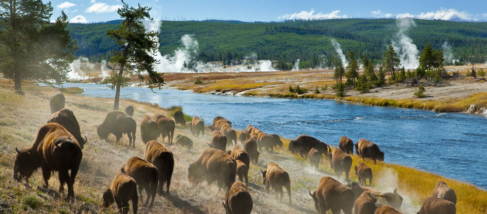 Alla scoperta del parco di Yellowstone e dei grandi parchi americani | Allianz Global Assistance
