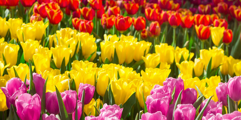 Festa dei tulipani di Amsterdam, la celebrazione più colorata dell'Olanda | Allianz Global Assistance