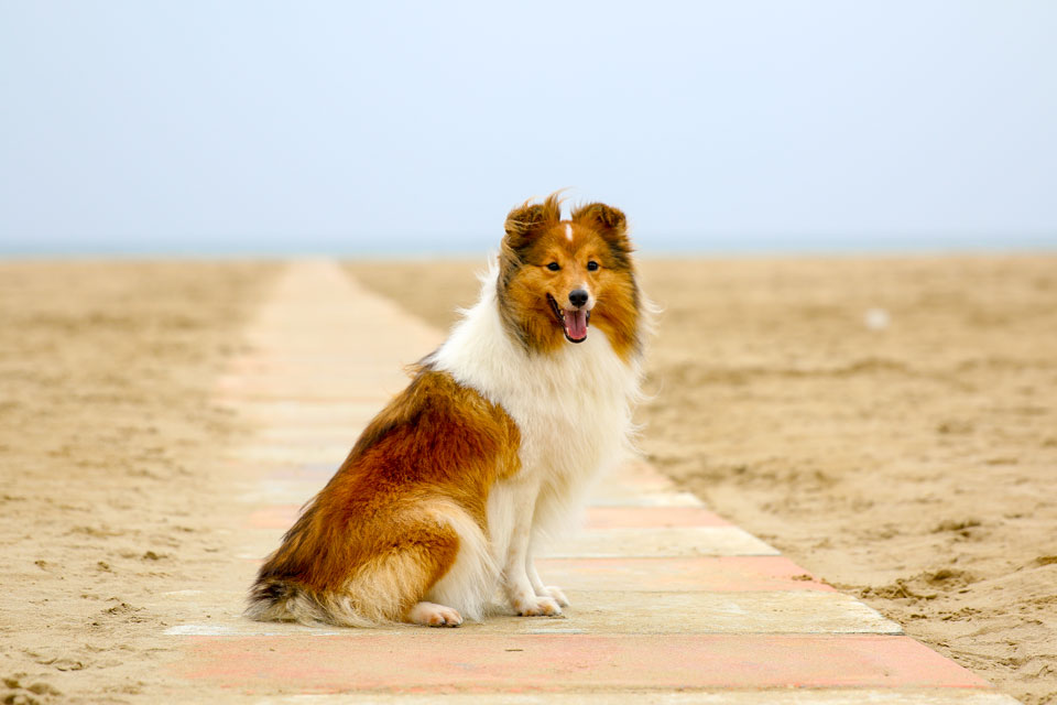 Vacanze con il cane, i consigli per il mare e la montagna | Allianz Global Assistance