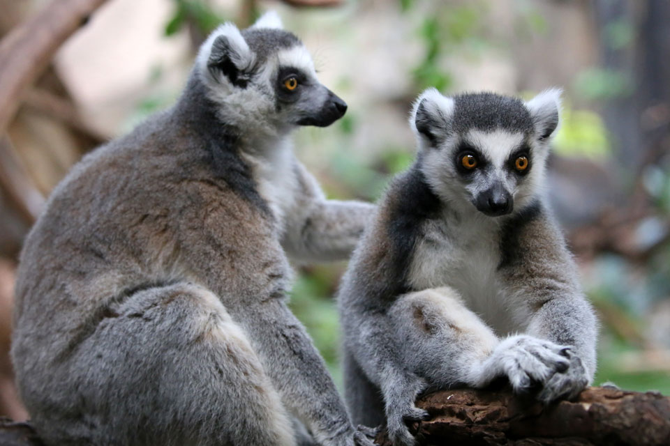 Visto Madagascar, perché farlo e come ottenerlo | Allianz Global Assistance