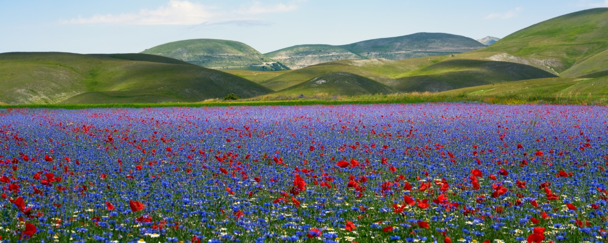 Primavera: viaggi alla ricerca dei più bei campi fioriti | Allianz Global Assistance