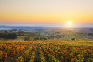 Borgogna: cosa vedere nella regione francese vitivinicola per eccellenza | Allianz Global Assistance