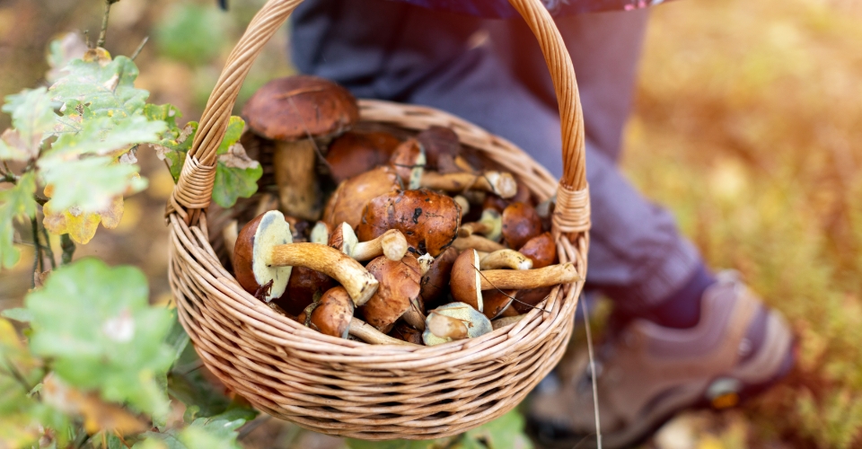 Dove trovare i tartufi e i funghi in Italia? Consigli utili per amanti della raccolta  | Allianz Global Assistance