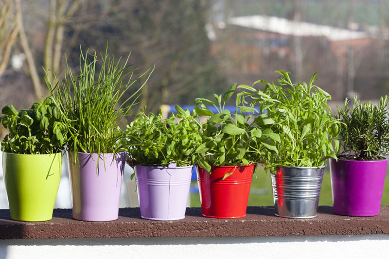 Salute, benessere e relax coltivando l'orto sul balcone | Allianz Global Assistance